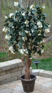 White azalea tree 
