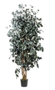 4.5’ Preserved Eucalyptus Tree
