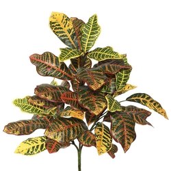 34" Croton Plant W/40 Lvs-Green/Ora