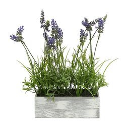 15" Lavender Plant in Wood Rectangle Pot