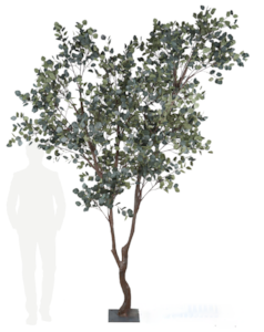 10.5' Tall and 7' width exotic Ficus Tree 11.75" Square Metal Base