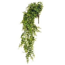 30" Green Buckler Fern Vine