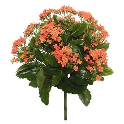 15" Orange Kalanchoe Bush