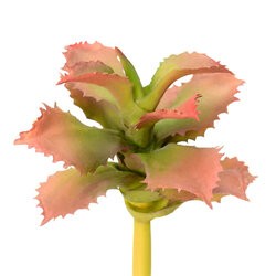 5 inches Red/Green Adromischcus Pick