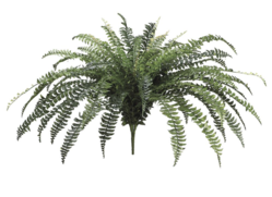 41 Inch  Fishtail Fern Bush 60  Leafs  Green