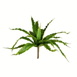 13" Green Bird Nest Fern Bush