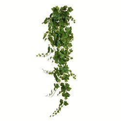 6 feet Green Grape Ivy Hanging Bush