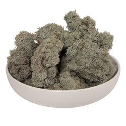 9 Lb Silver Gray Preserved Reindeer Moss