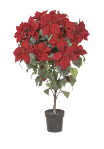 51" Poinsettia in Plastic Pot  Red