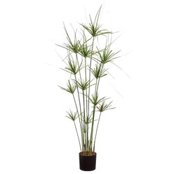 55 inches  Papyrus Plant in Pot Green