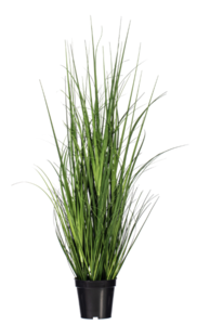 36" Green Lemongrass Potted