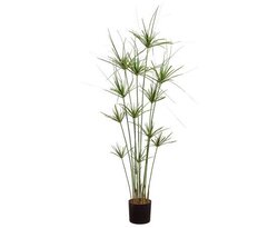 55 inches Cyperus Papyrus Plant in Pot Green