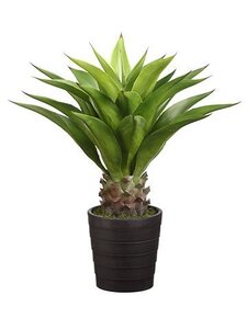 32 inches Agave Attenuata Plant Indoor/Outdoor