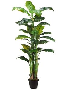 7.5 feet Banana Tree  in Pot  Green