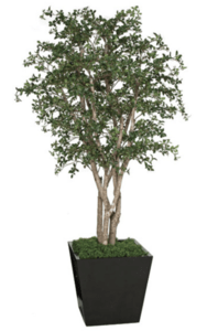 8 feet Live Oak Tree - Natural Wood Trunks - 7,128 Leaves- FIRE RETARDANT