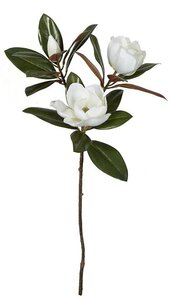 35 Inch Large Flowering Magnolia Stem