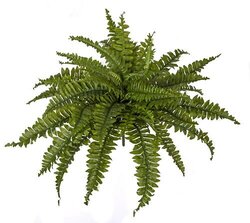 18 Inch X 26 Inch Width Boston Fern Bush