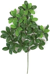 Earthflora's 24 Inch Laurel Branch (Sold By The Dozen) - IFR