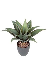 14 inches Potted Agave Bush - 15 Dark Green Leaves - 5 inches Black Pot