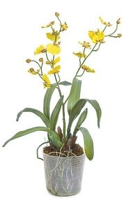 16 inches x 11 inches Potted Dancing Orchid with Roots  - 14 Yellow Flowers