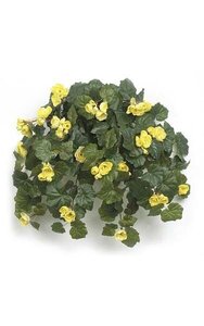 Rose Begonia Bush - 153 Leaves - 45 Flowers - 30 Buds - Yellow