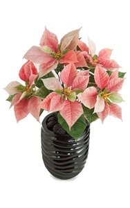 22 inches Poinsettia Bush - 17 Green Leaves - 5 Pink Flowers -  Bare Stem