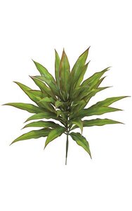 23 inches  Outdoor Dracaena Bush - 31 Tutone Green/Red Leaves