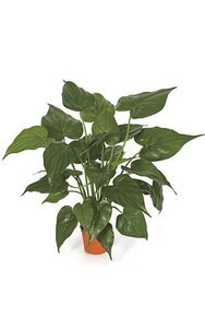 24 inches Potted Alocasia Bush - 4 inches Plastic Terra Cotta Pot