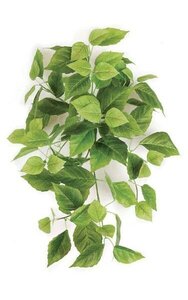 Hanging Cissus Bush - 5 Stems - 82 Leaves - Light Green