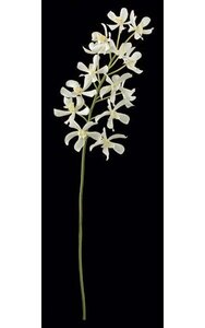 26 inches Vanda Orchid Stem - 14 White Flowers