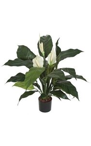 29 inches Spathiphyllum Bush - 3 Green/White Flowers - 32 Leaves