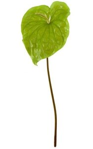 30 inches Anthurium Spray - 13 inches Light Green Flower - Bare Stem
