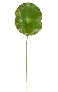 37 inches Lotus Leaf - Natural Touch (12 inches x 16 inches Green with Brown Edge)