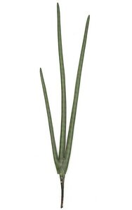 38 inches Plastic Sansevieria Plant - Tutone Green - 7 inches Width - 6 inches Stem - Bare Stem - FIRE RETARDANT