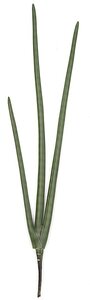 38 inches Plastic Sansevieria Plant - Tutone Green - 7 inches Width - 6 inches Stem - Bare Stem - FIRE RETARDANT