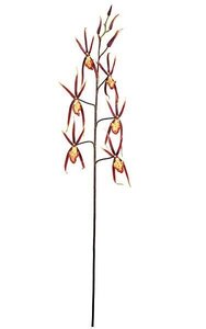 38 inches Spider Orchid Spray - 6 Flowers - 4 Buds