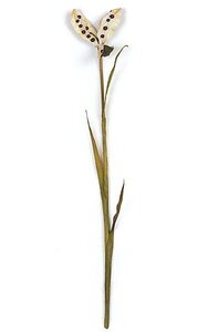 39 inches Iris Seed Pod Spray - 3 Green Leaves - 1 Flower - Beige/Brown
