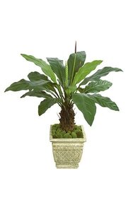 51 inches Anthurium Plant - Synthetic Trunk - 2 Purple/Brown Buds