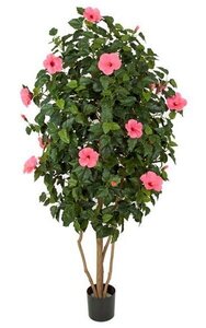 5.5 feet Hibiscus Tree - Natural Trunk - Hot Pink Flowers