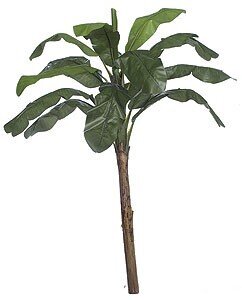 6 feet Banana Palm - Natural Trunk - 8 Fronds - 1 Bud - Green
