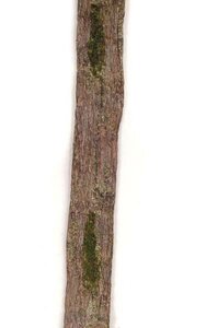 6 feet Paper Bark Ribbon with Moss - 3.5 inches Width - Moss Brown
