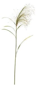 66 inches Plastic Seed Grass Spray - Brown Seeds