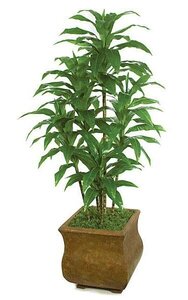 72 inches Soft Touch Dracaena Cluster x 5 - Green - Bare Stem