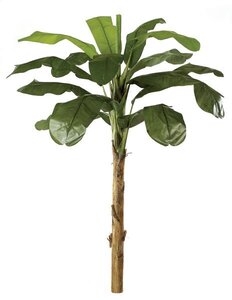 9 feet Banana Palm - Natural Trunk - 14 Fronds - 1 Bud - Green