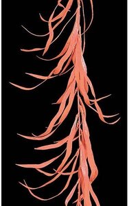 9 feet Vallishera Asstica Garland - Orange/Rust
