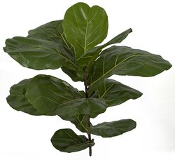 Earthflora's 30 Inch Fiddle Leaf Fig Branch (Sold Per Piece) Regular Or IFR