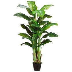 5 feet BANANA TREE  IN POT  Green