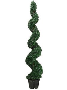 Boxwood Spiral Topiary