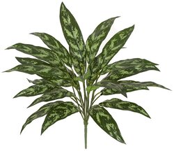 Earthflora's 28 Inch Soft Touch Aglaonema (Silver King) Bush