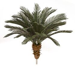 Earthflora's 3.5 Feet, 5.5 Feet, And 6.5 Feet Tall X 48 Inch Width - Polyblend Outdoor Cycas Palm Trees